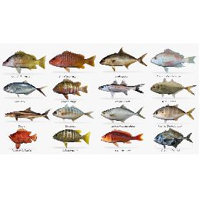 Saltwater fish collection 1
